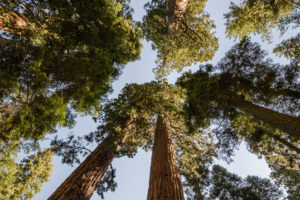 Giant sequoias in Sequoia National Park.