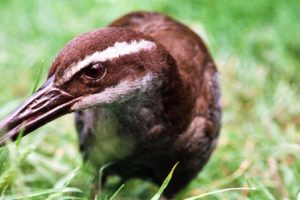 A critically endangered Guam rail. The species was relocated to boost its odds of survival. 