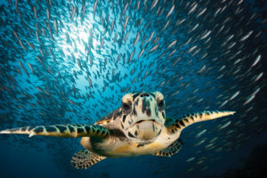 A hawksbill sea turtle in the Maldives.