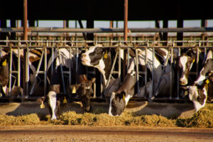 Holstein cows feeding at a dairy farm in Merced, California.
