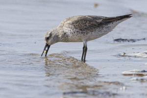 An Afro-Siberian red knot in winter plumage eating a Loripes clam in Mauritania.