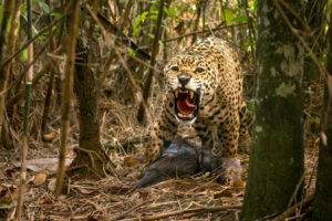 A jaguar guards its prey, a white-lipped peccary, in Goiás, Brazil.