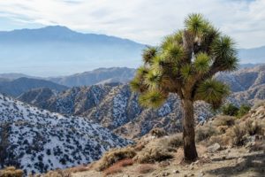 A Joshua tree on Eureka Peak in Joshua Tree National Park.