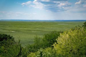 In the drained Kakhovka Reservoir, large thickets of native willow trees have taken root.

