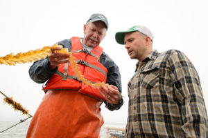 Ocean farmer Bren Smith (right) and biologist Charles Yarish examine harvested kelp.