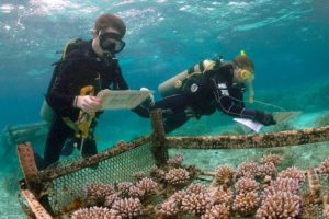 Researchers Liam Lachs and Adriana Humanes of Coralassist study selectively bred corals growing at an ocean nursery.