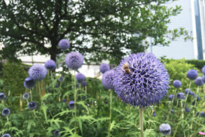 Lurie Garden in Chicago has become an important home for bees and other pollinators.