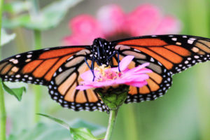 Monarch butterfly. 