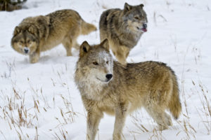 Gray wolves in Montana.