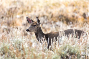 A mule deer in Yellowstone National Park, which last year had its first confirmed death of a deer from chronic wasting disease.