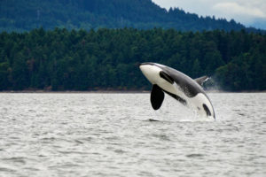 Only 75 killer whales remain in the Salish Sea, a waterway that straddles the western U.S.-Canadian border.