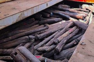 Rosewood logs in the hold of the MV Oriental Pride in Singapore.