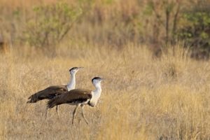 Two male great Indian bustards in Rajasthan.