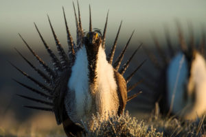 A greater sage grouse in Wyoming.