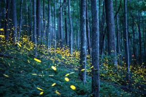 Fireflies in Great Smoky Mountains National Park.