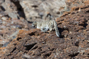 There are an estimated 1,000 snow leopards in Mongolia.