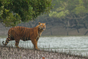 A tiger in the Sundarbans National Park, a protected tiger reserve, in the Indian state of West Bengal.