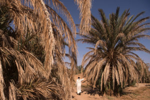 Dried-out palm trees in Morocco's Tafilalet oasis in October 2016.