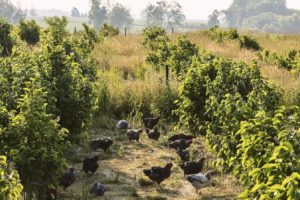 Hazelnut trees and tall grasses grow in the chicken paddocks at the Organic Compound, a farm in Faribault, Minnesota.