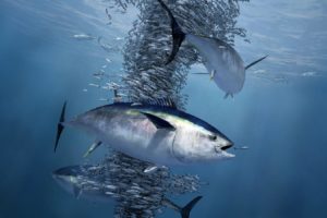 Atlantic bluefin tuna, shown feeding on a school of herring, have been driven into narrower layers of water by oxygen declines. 
