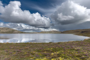 Rhododendrons and wildflowers along a tundra lake in West Greenland.