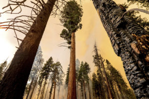 The Windy Fire burns in Sequoia National Forest in September 2021.