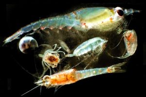 A close-up view of zooplankton.