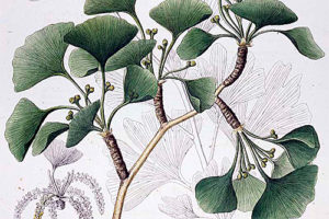 An early Western botanical illustration of Ginkgo biloba, published in Europe in 1835.