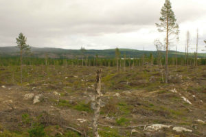 Logging operations in Sweden clear-cut up to 95 percent of trees on logging tracts, which are then replanted in a monoculture of spruce or pine.