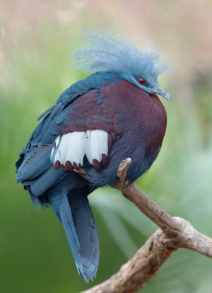 The southern crowned pigeon is among the globally threatened species found in Papua's Lorentz National Park.
