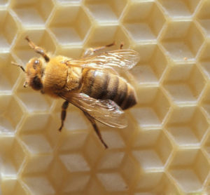 Adult honeybee.