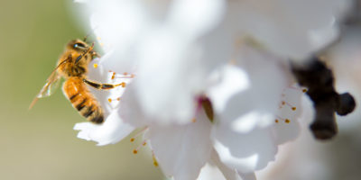 ​A bee pollinates a blossom in the almond orchard on Paramount Farms in McFarland, CA in 2014.​