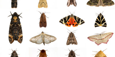 ​A composite image of moths trapped during an annual nighttime insect census in October 2013 in the U.K. 