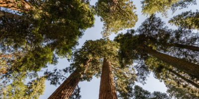 Giant sequoias in Sequoia National Park.