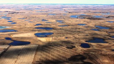 Prairie pothole wetlands, like these in North Dakota, are drying up because of heat and drought and agricultural development.
