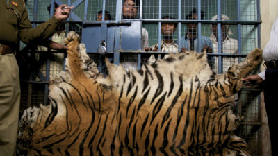 A group of men arrested while trying to sell a tiger skin near Chandrapur, India.