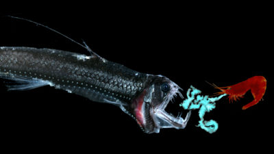 A deep-sea shrimp spews bioluminescent chemicals at its predator, a viperfish.