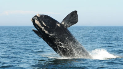A North Atlantic right whale breaches in the Bay of Fundy in August 2012. 