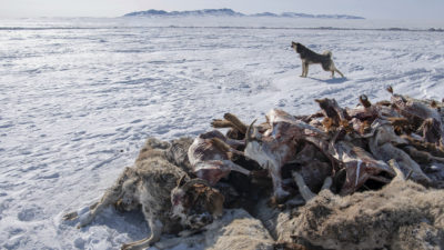 Dead sheep and goats in Bayanmunkh, Mongolia, last month.