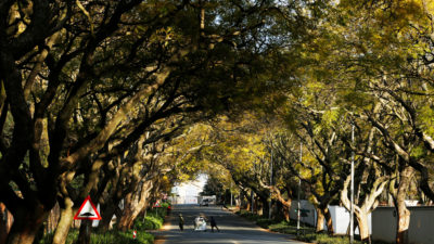 Johannesburg has an estimated 6 to 10 million trees, mostly non-native species brought in from around the world. 