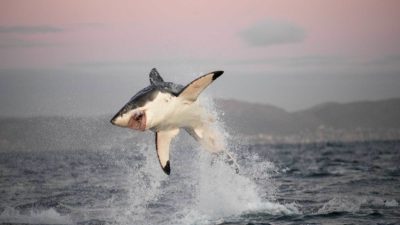 A great white shark off Cape Town leaps in pursuit of a fur seal.