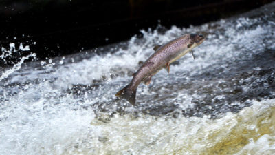 An Atlantic salmon swims up the Etterick River in Scotland.