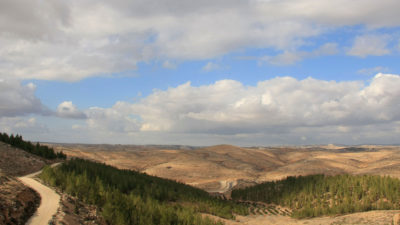 The Yatir Forest in the Negev desert.