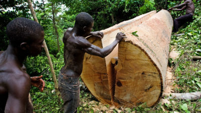 A local logger cuts boards out of a felled ceiba tree near Asamankese in eastern Ghana.
