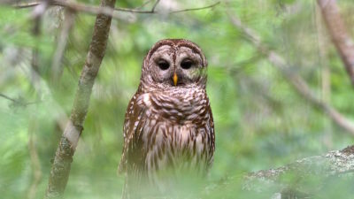 A barred owl.