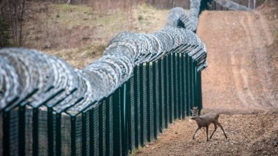 A young deer along a barbed-wire fence on the Latvian-Russian border.