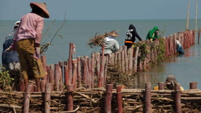 Villagers in the Demak district of Java, Indonesia, help to maintain natural wooden seawalls.