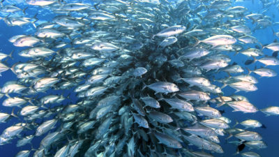 A school of yellowtail in Mexico's Cabo Pulmo National Park, a small protected area rich in marine life.