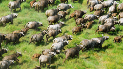 Cape Buffalo in Kenya.