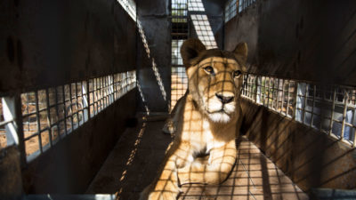 A captive-bred lion being transported in South Africa.